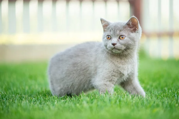 Cute little cat outdoor in grass. Scottish straight kitty.