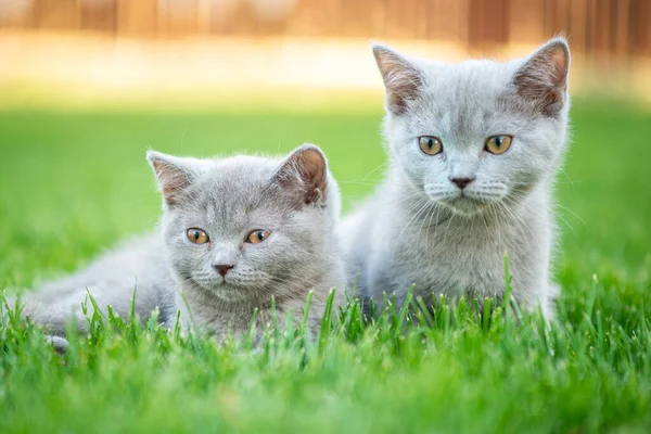 Lindo Gato Aire Libre Hierba Gatito Hetero Escocés — Foto de Stock