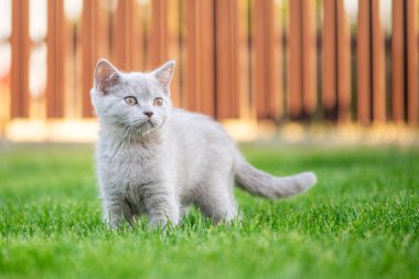 Otların arasında sevimli küçük bir kedi. İskoç düz kedicik.