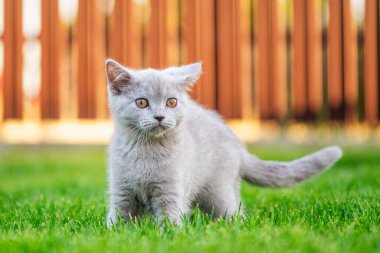 Otların arasında sevimli küçük bir kedi. İskoç düz kedicik.