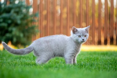 Otların arasında sevimli küçük bir kedi. İskoç düz kedicik.
