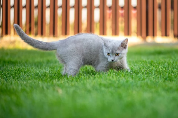 Cute Little Cat Outdoor Grass Scottish Straight Kitty — Stock Photo, Image