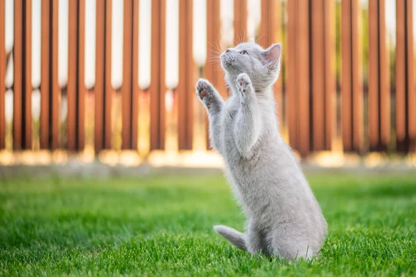 Niedliche Kleine Katze Gras Schottische Straight Kitty — Stockfoto