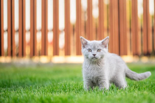 Carino Piccolo Gatto All Aperto Erba Scozzese Dritto Gattino — Foto Stock