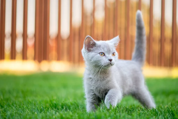 Lindo Gato Aire Libre Hierba Gatito Hetero Escocés — Foto de Stock