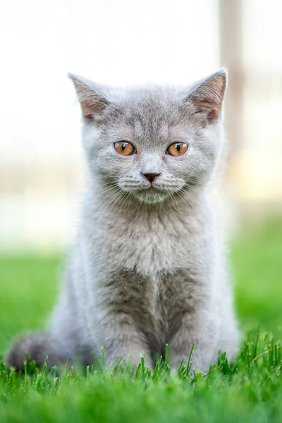 Cute little cat outdoor in grass. Scottish straight kitty.