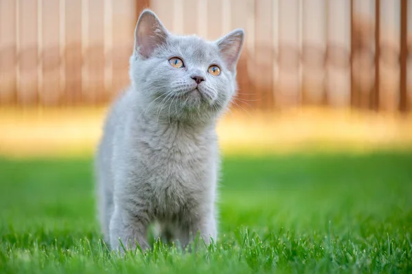 Otların Arasında Sevimli Küçük Bir Kedi Skoç Düz Kedicik — Stok fotoğraf