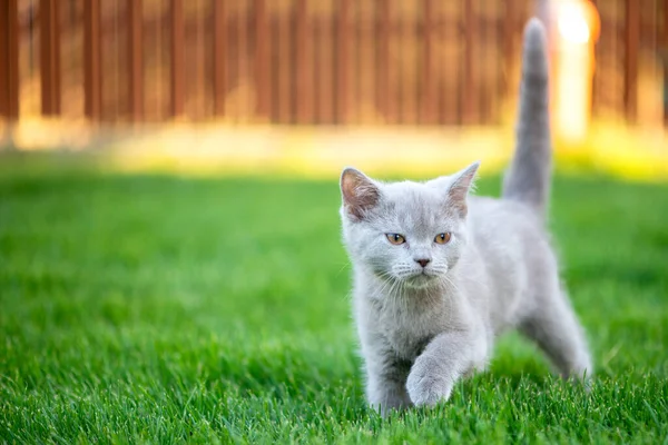 Carino Piccolo Gatto All Aperto Erba Scozzese Dritto Gattino — Foto Stock