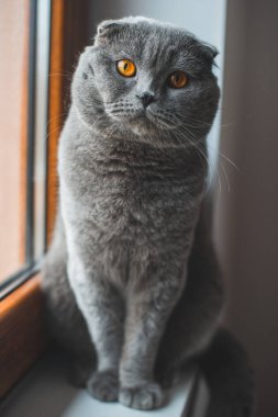 Güzel gri kedi. İngiliz Shorthair kedisi, sevimli ve komik evcil hayvan
