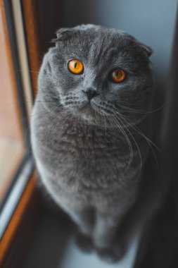 Güzel gri kedi. İngiliz Shorthair kedisi, sevimli ve komik evcil hayvan