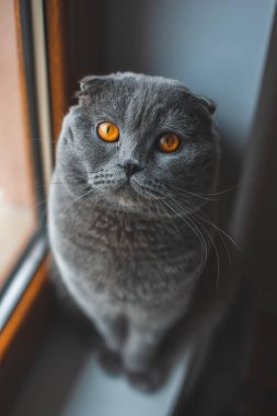 Güzel gri kedi. İngiliz Shorthair kedisi, sevimli ve komik evcil hayvan