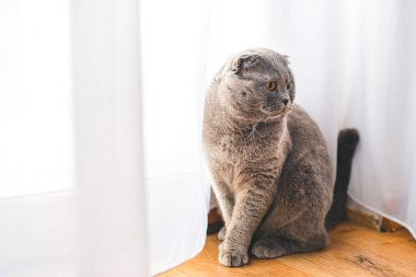 Güzel gri kedi. İngiliz Shorthair kedisi, sevimli ve komik evcil hayvan