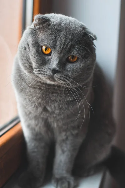 Прекрасний Сірий Кіт Британська Короткохвоста Кішка Чарівна Кумедна Тварина — стокове фото