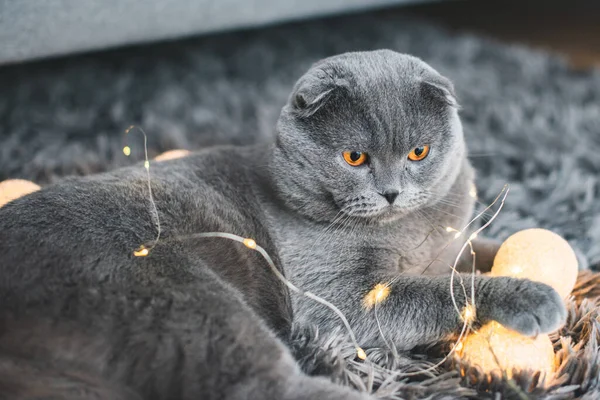 Gato Cinzento Bonito Britânico Shorthair Gato Adorável Engraçado Animal Estimação — Fotografia de Stock