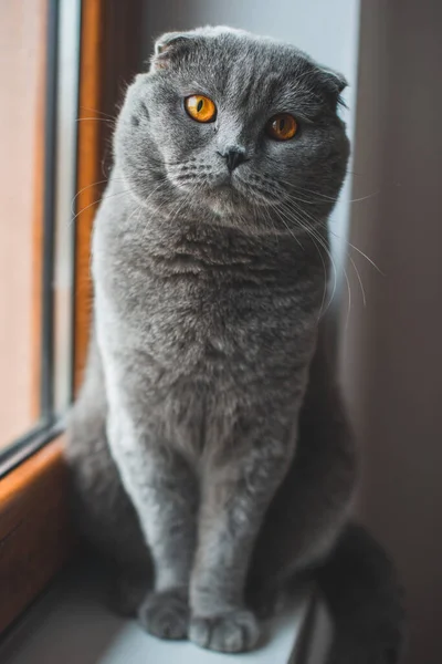 Gato Cinzento Bonito Britânico Shorthair Gato Adorável Engraçado Animal Estimação — Fotografia de Stock