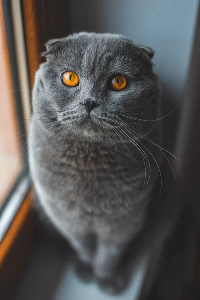 Gato Cinzento Bonito Britânico Shorthair Gato Adorável Engraçado Animal Estimação — Fotografia de Stock