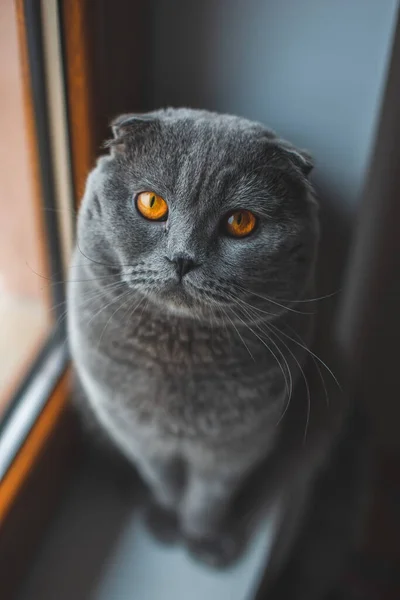 Gato Cinzento Bonito Britânico Shorthair Gato Adorável Engraçado Animal Estimação — Fotografia de Stock