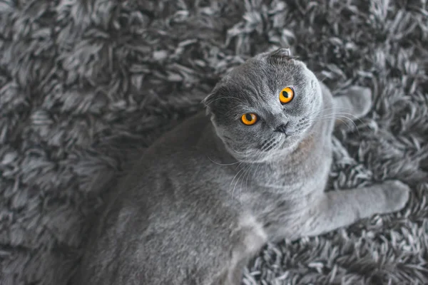 漂亮的灰猫英国山猫 可爱又有趣的宠物 — 图库照片