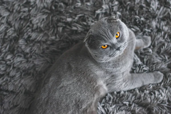 Όμορφη Γκρι Γάτα Βρετανική Shorthair Γάτα Αξιολάτρευτο Και Αστείο Κατοικίδιο — Φωτογραφία Αρχείου