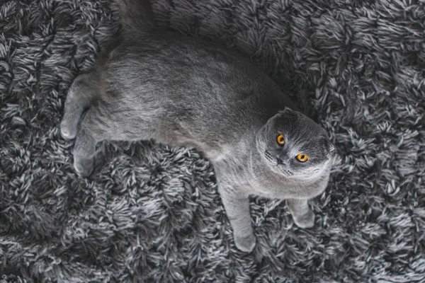 Όμορφη Γκρι Γάτα Βρετανική Shorthair Γάτα Αξιολάτρευτο Και Αστείο Κατοικίδιο — Φωτογραφία Αρχείου