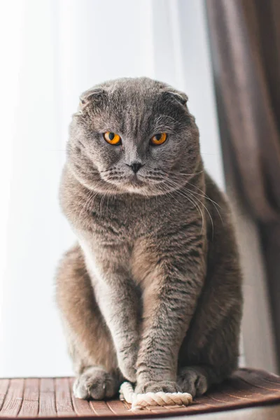 Gato Cinzento Bonito Britânico Shorthair Gato Adorável Engraçado Animal Estimação — Fotografia de Stock