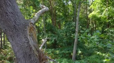 Yaz ormanında İHA uçuşu