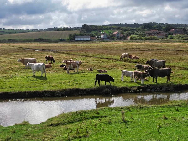 Cows Field Reclaimed Salt Marshes Norfolk — Stock Photo, Image