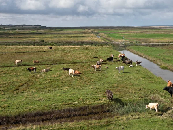 Livestock Reclaimed Norfolk Salt Marsh Fields — Stock Photo, Image