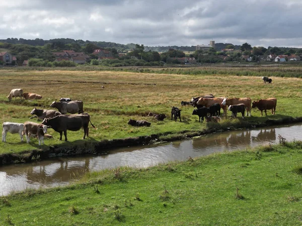 Marshland Cows Norfolk — Stock Photo, Image