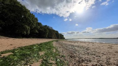 Güneşli bir gün manzarası, yosunlu ağaçlı bir sahil.