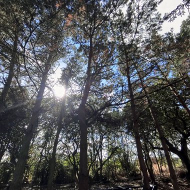 Orman ağaçlarının arasından parlayan güneş