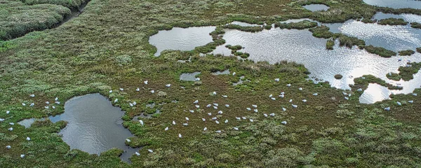 Vue Aérienne Mouettes Perchées Sur Des Terres Marécageuses — Photo