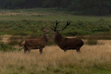 Yetişkin bir kızıl geyiğin sonbaharda çiftleşirken bir dişi geyikle fotoğrafı..