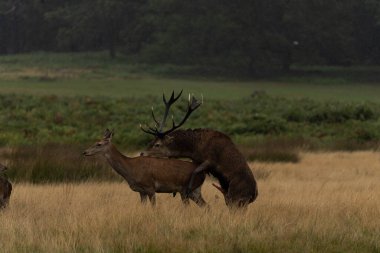 Yetişkin bir kızıl geyiğin sonbaharda çiftleşirken bir dişi geyikle fotoğrafı..