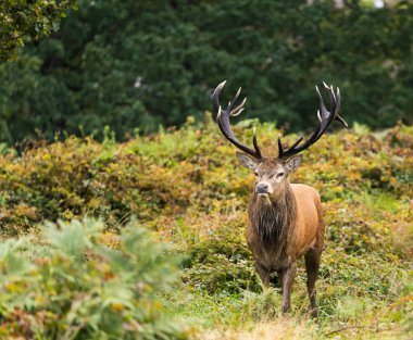 Sonbaharda çiftleşebilmek için diğer erkeklerle çiftleşmeyen hintleri arayan genç bir kızıl geyiğin yakın plan fotoğrafı..