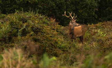 Sonbaharda çiftleşebilmek için diğer erkeklerle çiftleşmeyen hintleri arayan genç bir kızıl geyiğin yakın plan fotoğrafı..