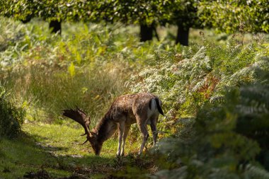 Düşmüş bir geyiğin çalıların arasında rahatça yürüdüğü ve bir grup dişiyi takip ettiği fotoğraf.