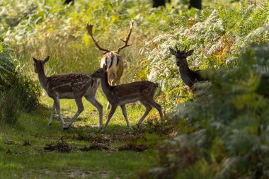 Birleşik Krallık 'taki Richmond Park, Londra' daki çalıların arasında yemek yiyen bir geyiğin yakın plan fotoğrafı..