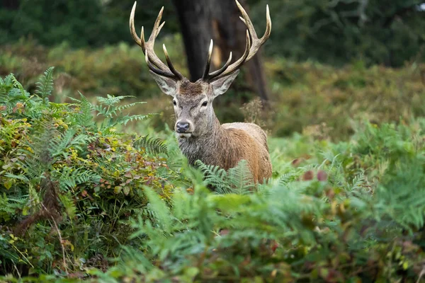 Nahaufnahme Eines Rothirsches Der Während Der Brunftzeit Herbst Zwischen Den — Stockfoto