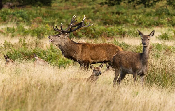 Photo Red Deer Protecting Hinds Other Males Trying Mate Them — Stock Photo, Image