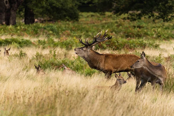 Photo Red Deer Protecting Hinds Other Males Trying Mate Them — Stock Photo, Image