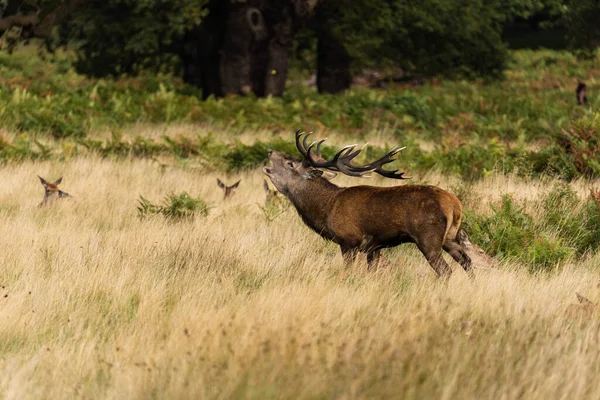 Photo Red Deer Protecting Hinds Other Males Trying Mate Them — Stock Photo, Image