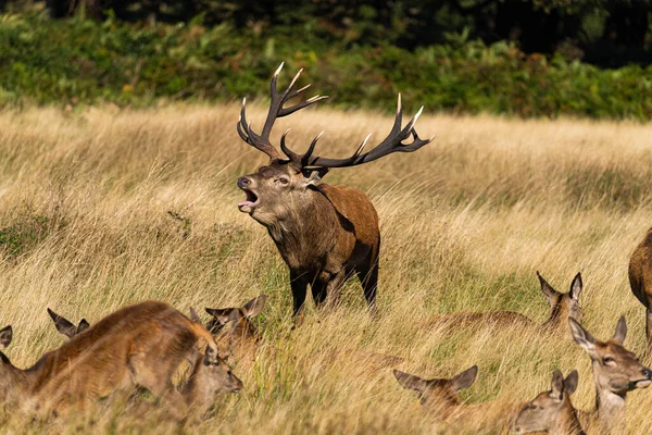 Photo Red Deer Protecting Hinds Other Males Trying Mate Them — Stock Photo, Image