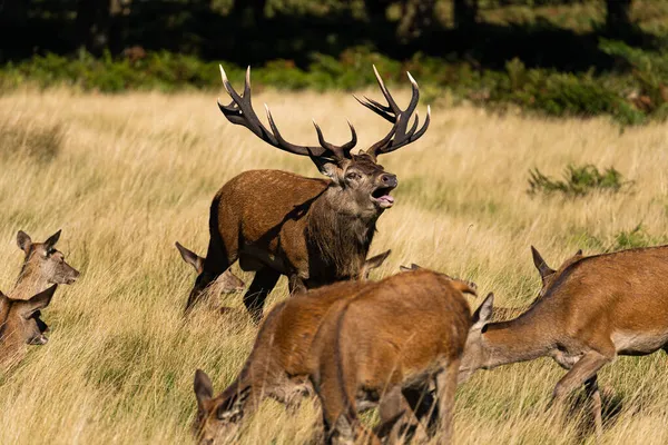 Photo Red Deer Protecting Hinds Other Males Trying Mate Them — Stock Photo, Image