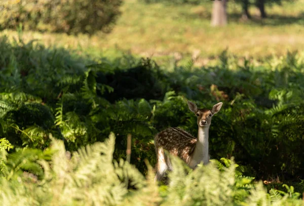Close Photo Fallow Deer Eating Bushes Richmond Park London United — Stock Photo, Image