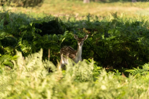 Nahaufnahme Eines Damhirsches Beim Fressen Zwischen Den Büschen Richmond Park — Stockfoto