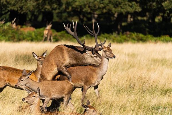 Photo Adult Red Deer Mating Doe Rutting Season Autumn — Stock Photo, Image