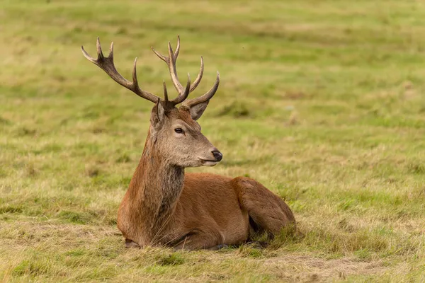 Close Photo Young Red Deer Sitting Grassland Rutting Season Autumn Stock Picture