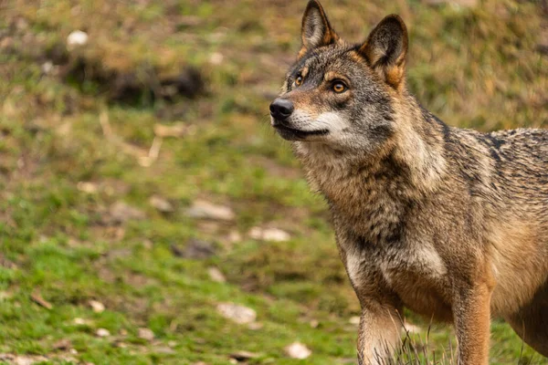 Photo Iberian Wolf Focused Prey Later Able Escape Him Zamora — Stock Photo, Image