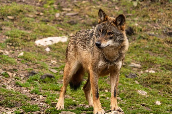 Foto Lobo Ibérico Que Fue Rescatado Zoológico Vive Semi Libertad — Foto de Stock